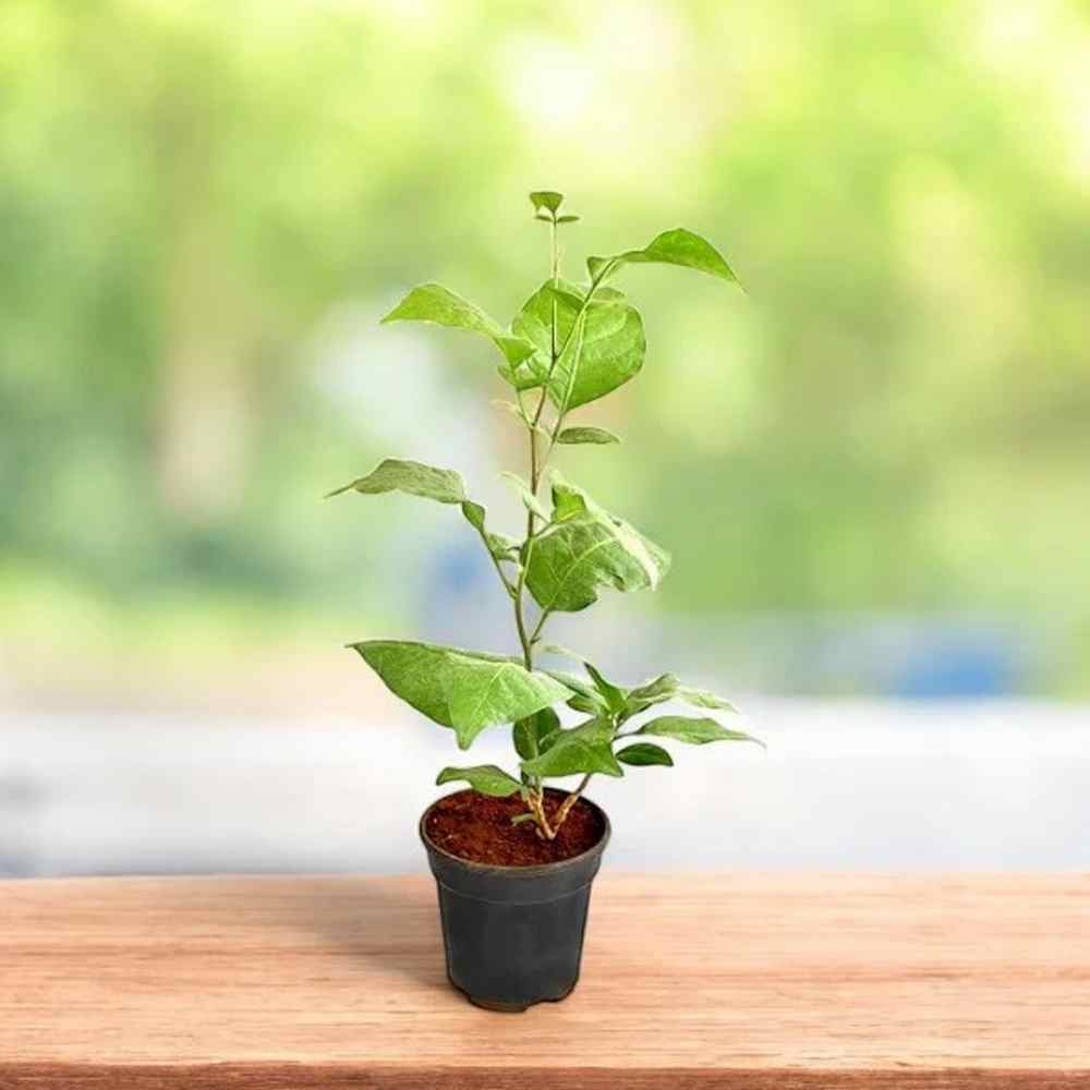 Bael Patra Plant